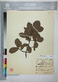 Quercus potosina image