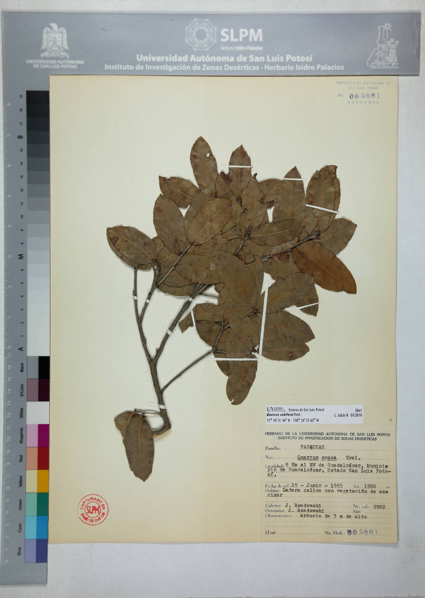 Quercus sebifera image