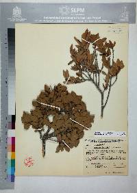 Quercus pringlei image