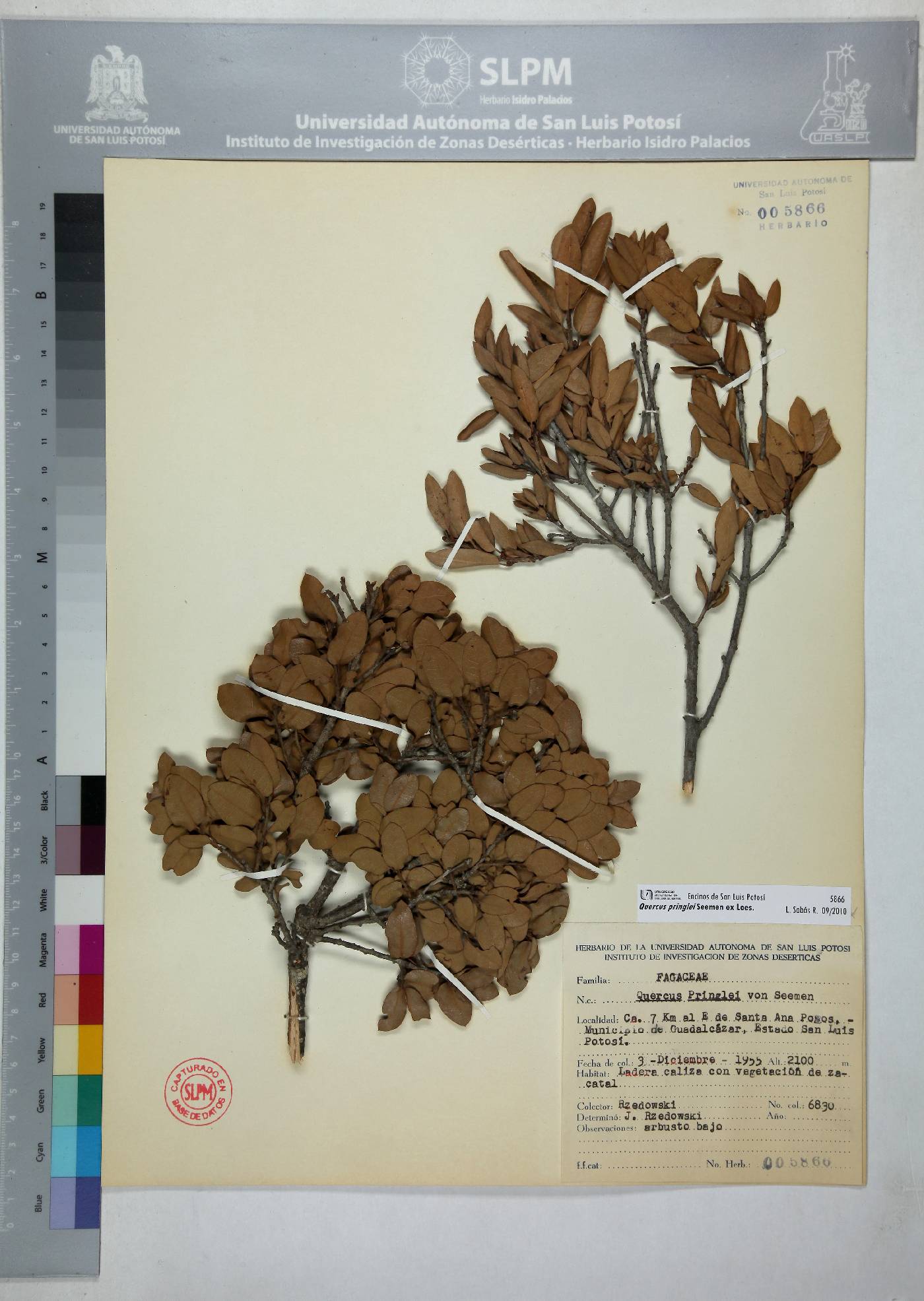 Quercus pringlei image