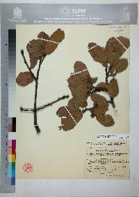 Quercus potosina image