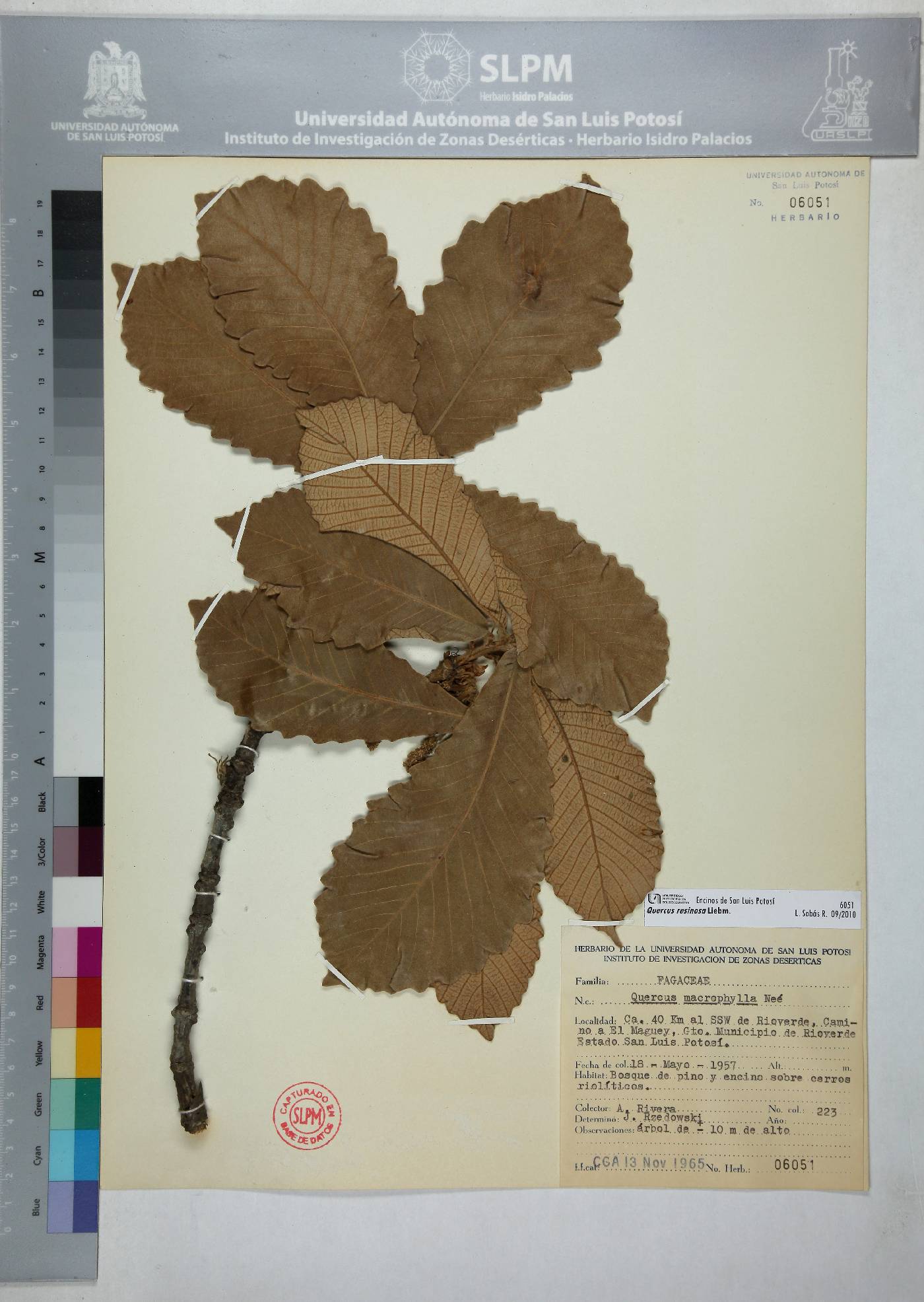 Quercus resinosa image