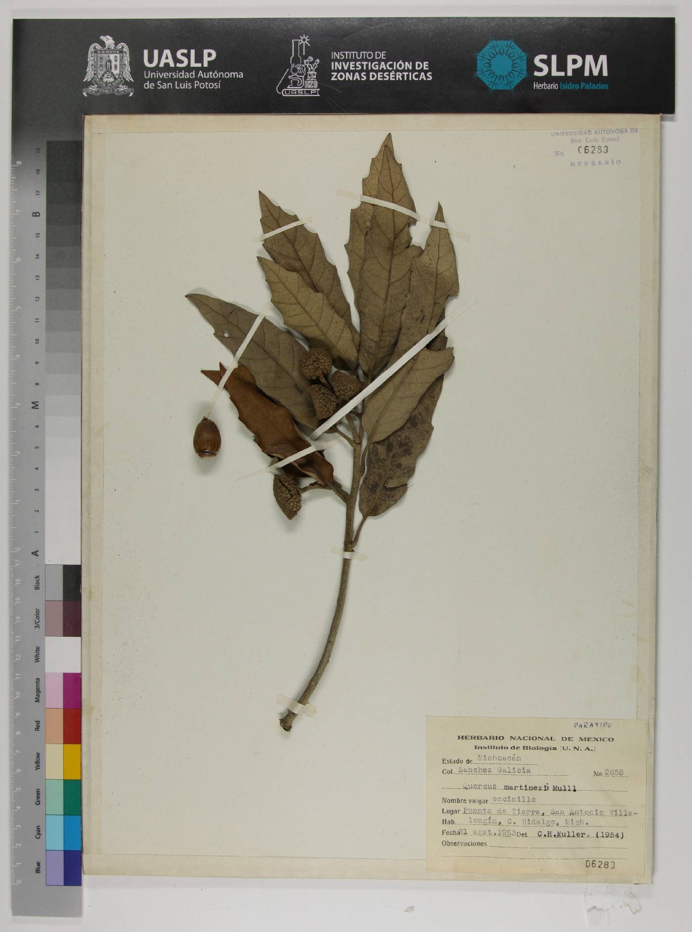 Quercus martinezii image