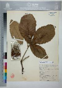 Image of Quercus resinosa