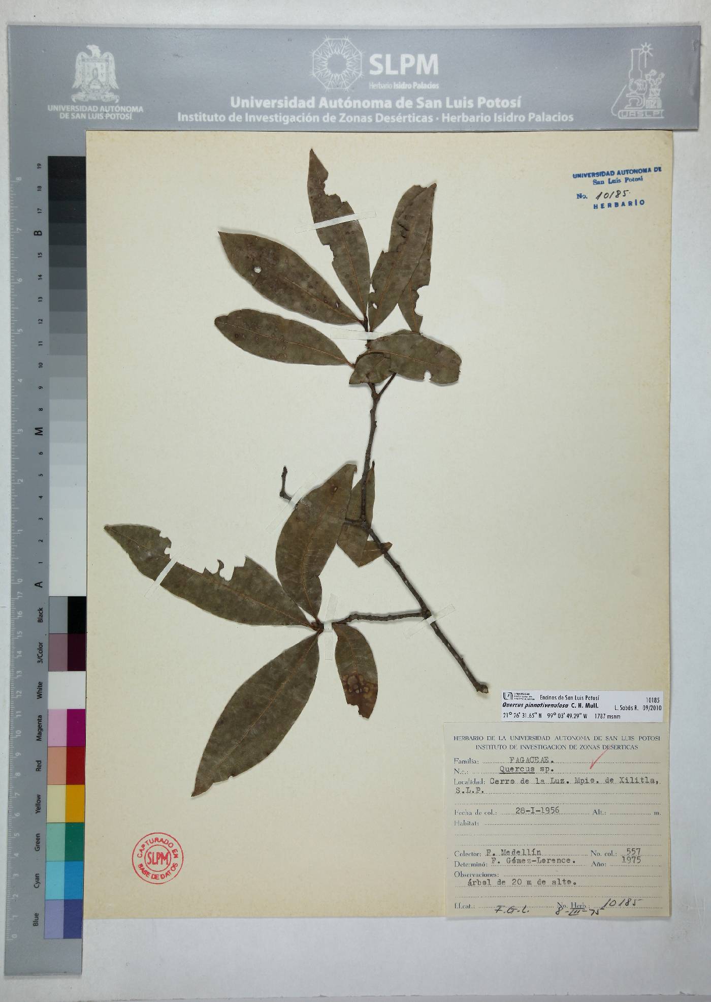 Quercus pinnativenulosa image