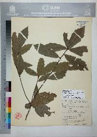 Quercus sartorii image