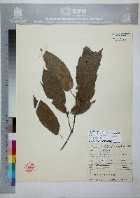 Quercus sartorii image