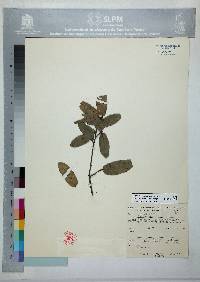 Quercus mexicana image