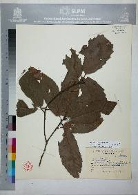 Quercus sartorii image