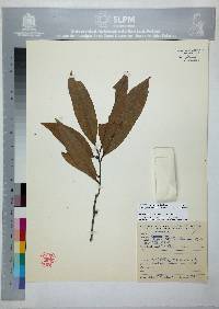 Quercus pinnativenulosa image