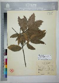 Image of Quercus furfuracea