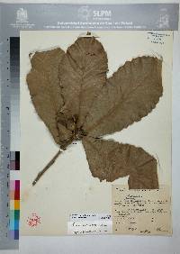 Quercus resinosa image