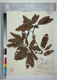 Quercus laeta image