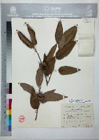 Quercus polymorpha image