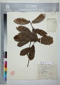 Quercus laeta image