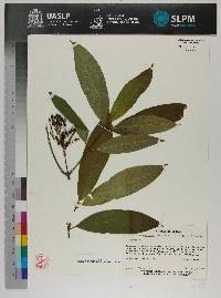 Image of Quercus deserticola