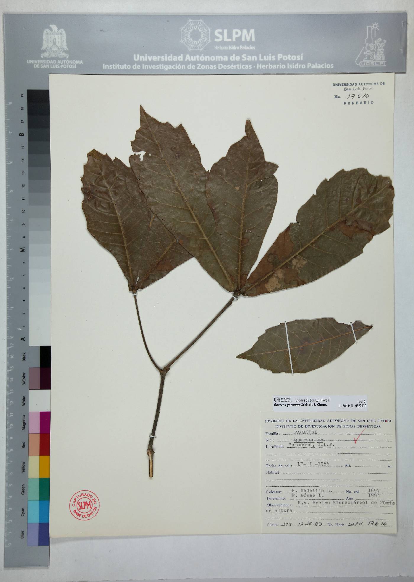 Quercus germana image