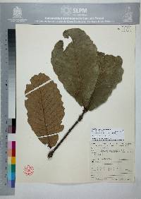 Quercus resinosa image