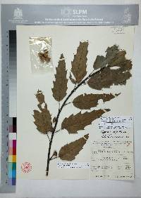 Quercus sartorii image