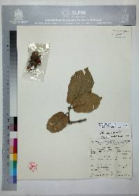 Quercus crassifolia image