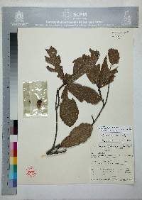 Quercus castanea image