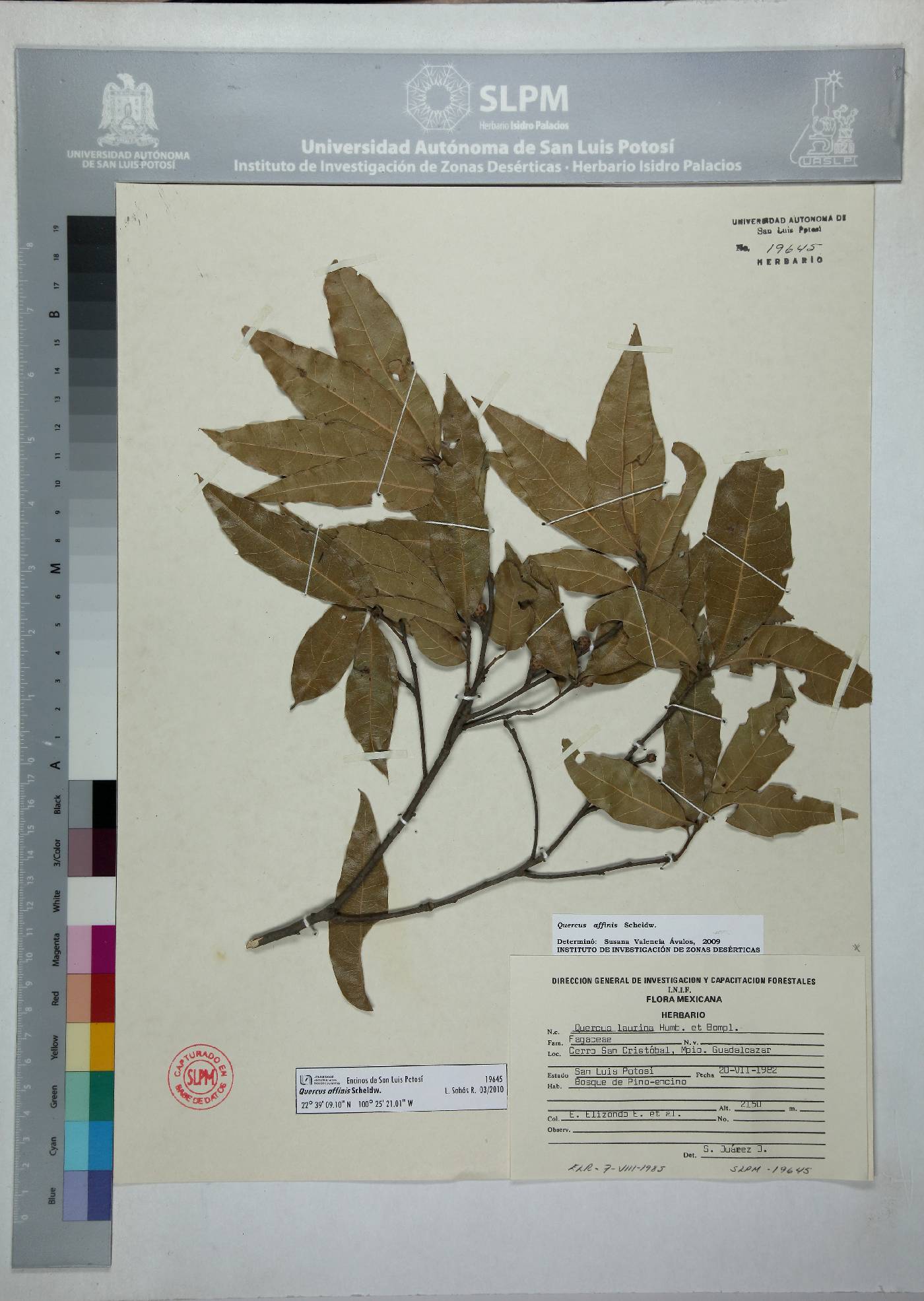 Quercus affinis image