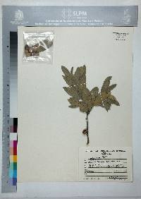 Quercus mexicana image