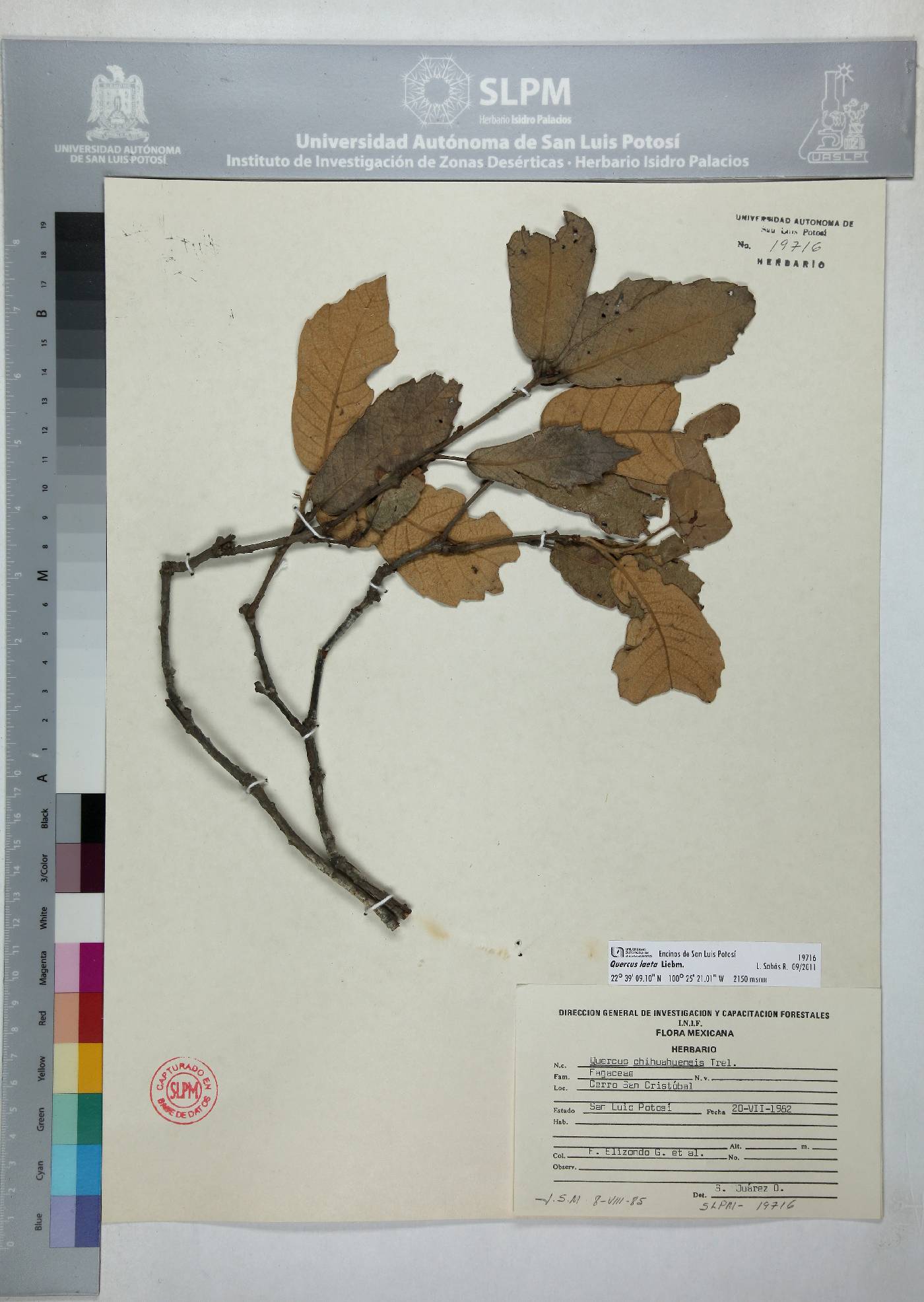 Quercus laeta image