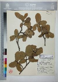 Quercus potosina image