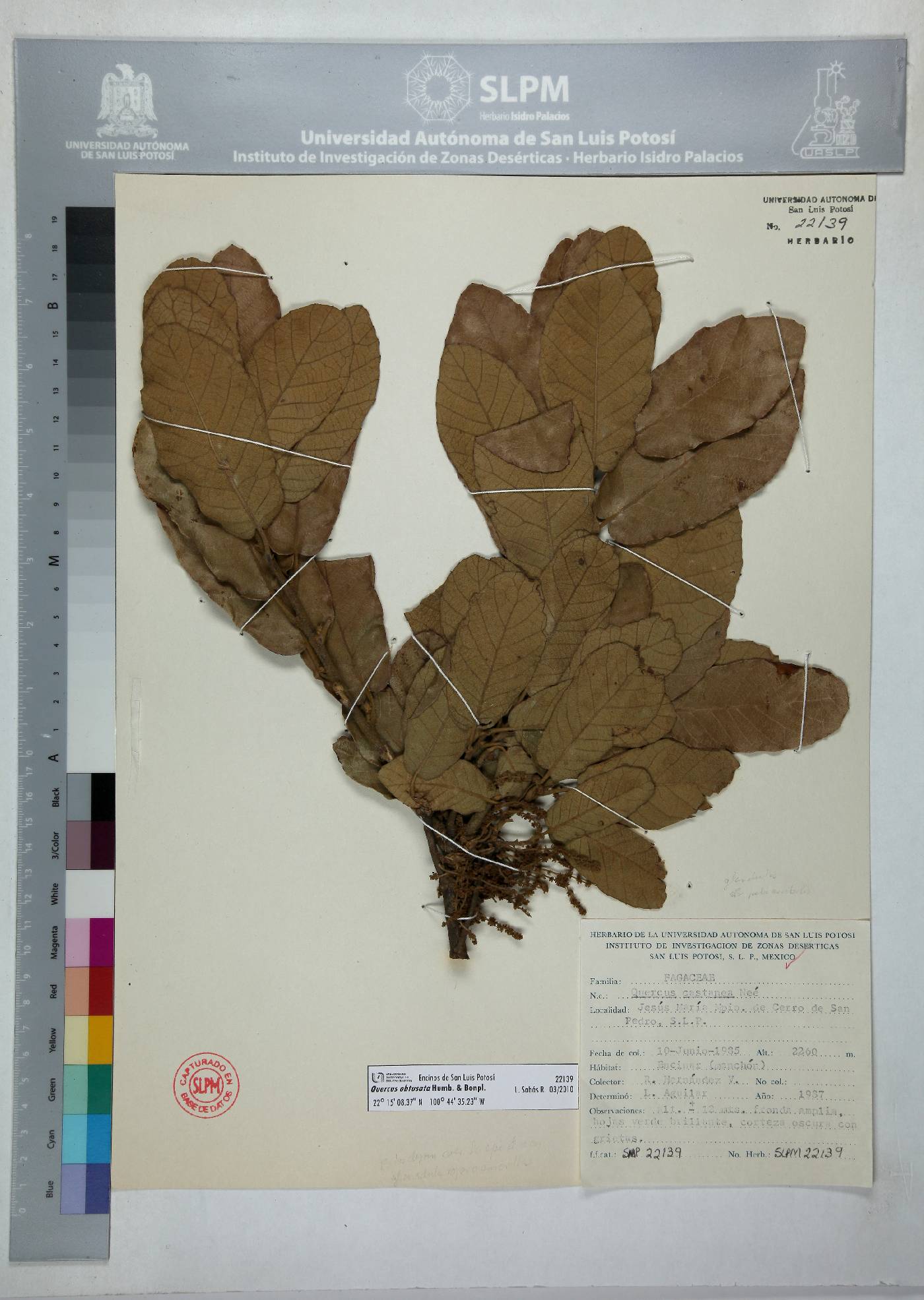 Quercus obtusata image