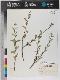 Image of Quercus gentryi