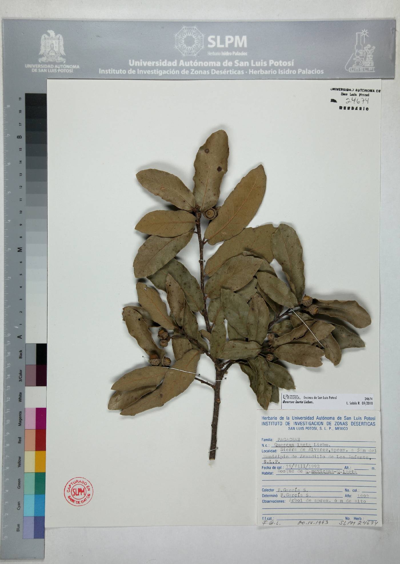 Quercus laeta image