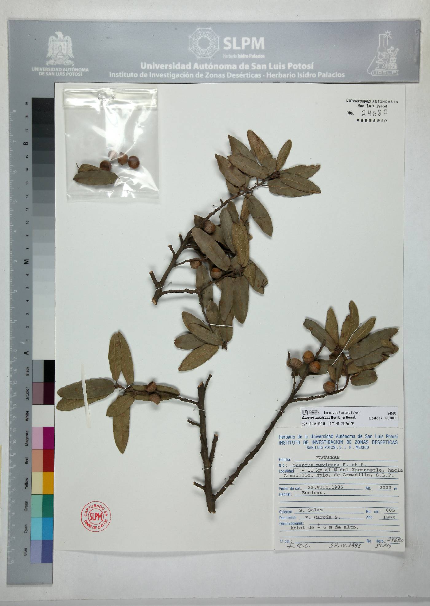 Quercus mexicana image