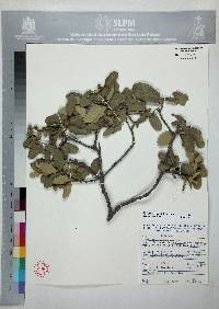 Quercus grisea image