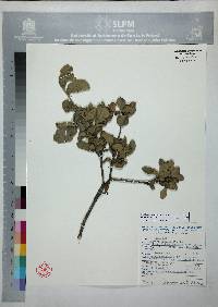 Quercus striatula image