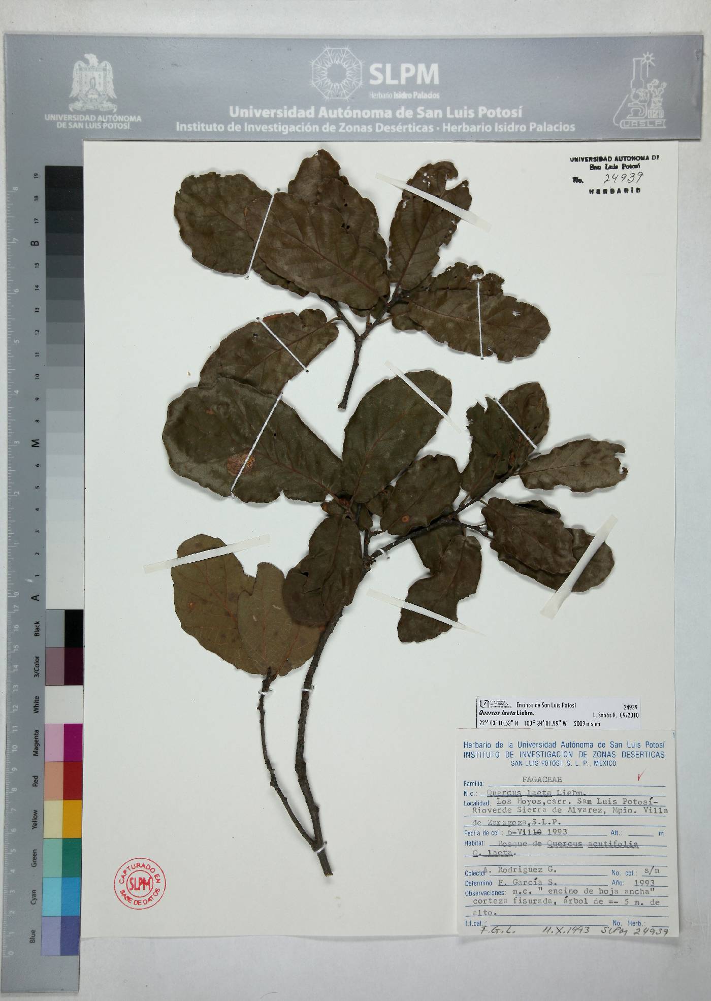 Quercus laeta image