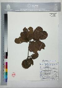 Quercus obtusata image