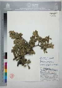 Quercus striatula image
