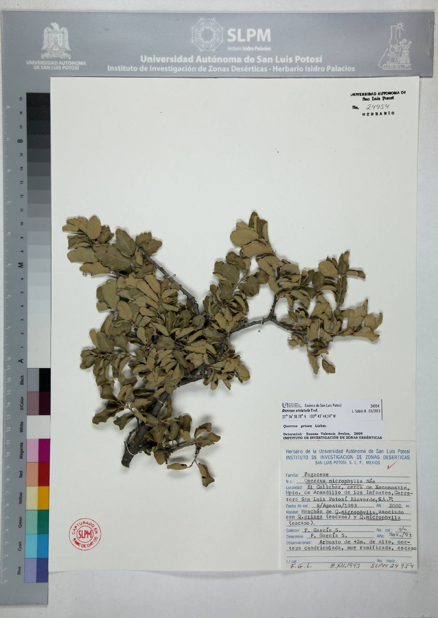 Quercus striatula image