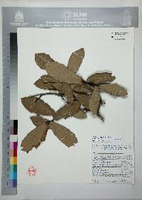 Quercus castanea image