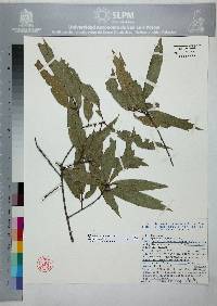 Quercus viminea image