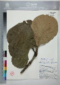 Quercus resinosa image