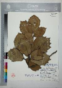 Quercus crassifolia image