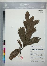 Quercus laeta image