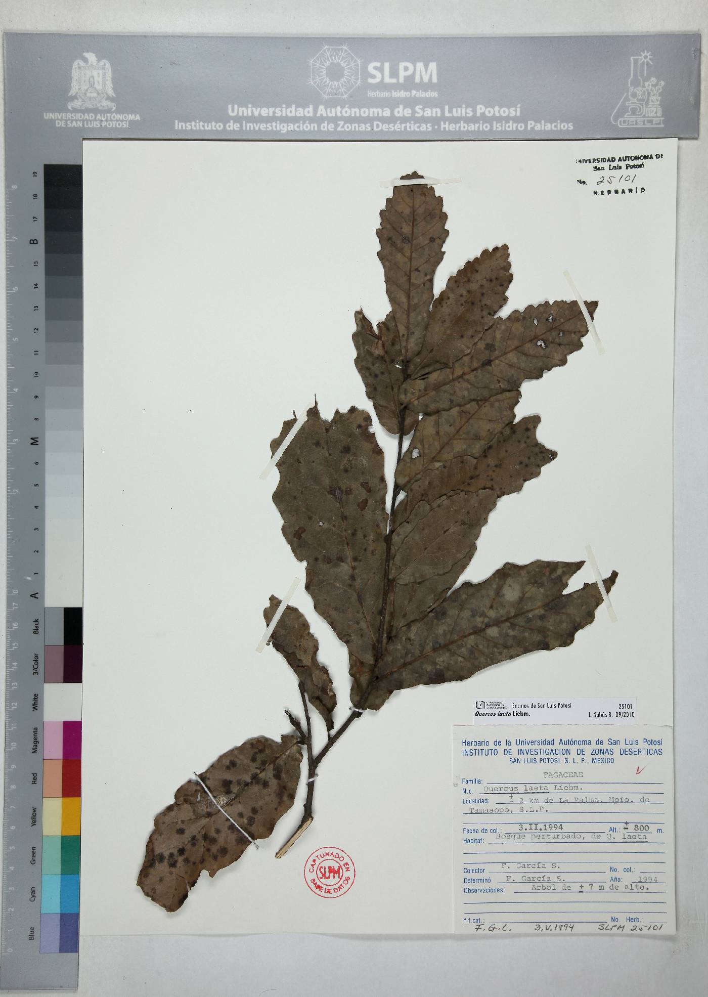 Quercus laeta image