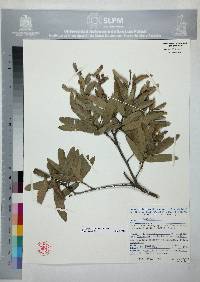 Quercus laeta image