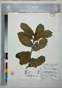 Image of Quercus ariifolia