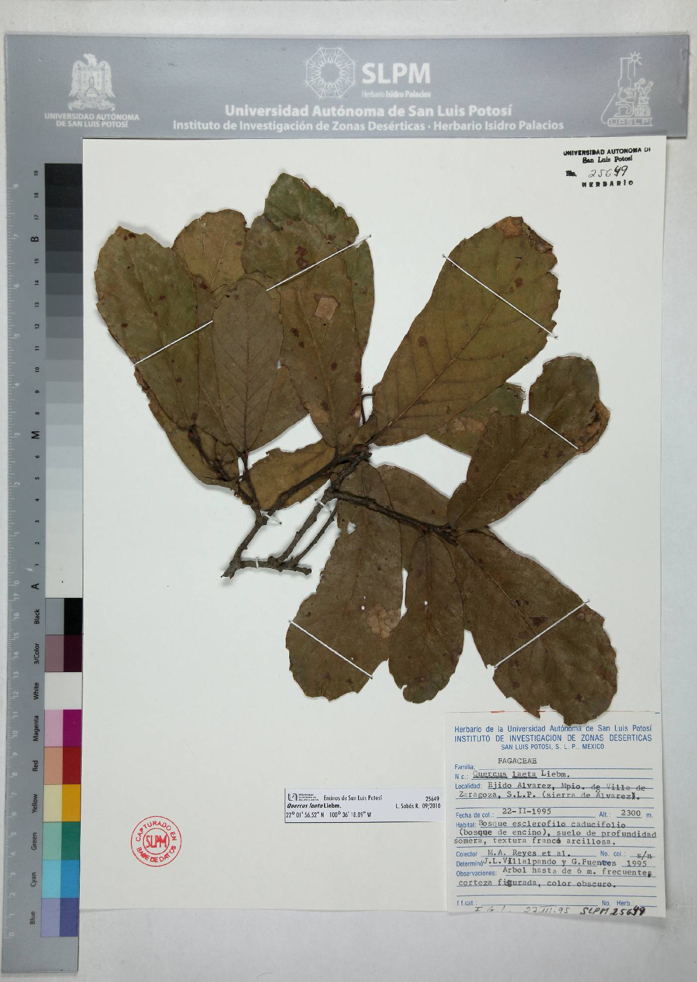 Quercus laeta image