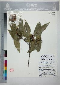 Quercus sartorii image