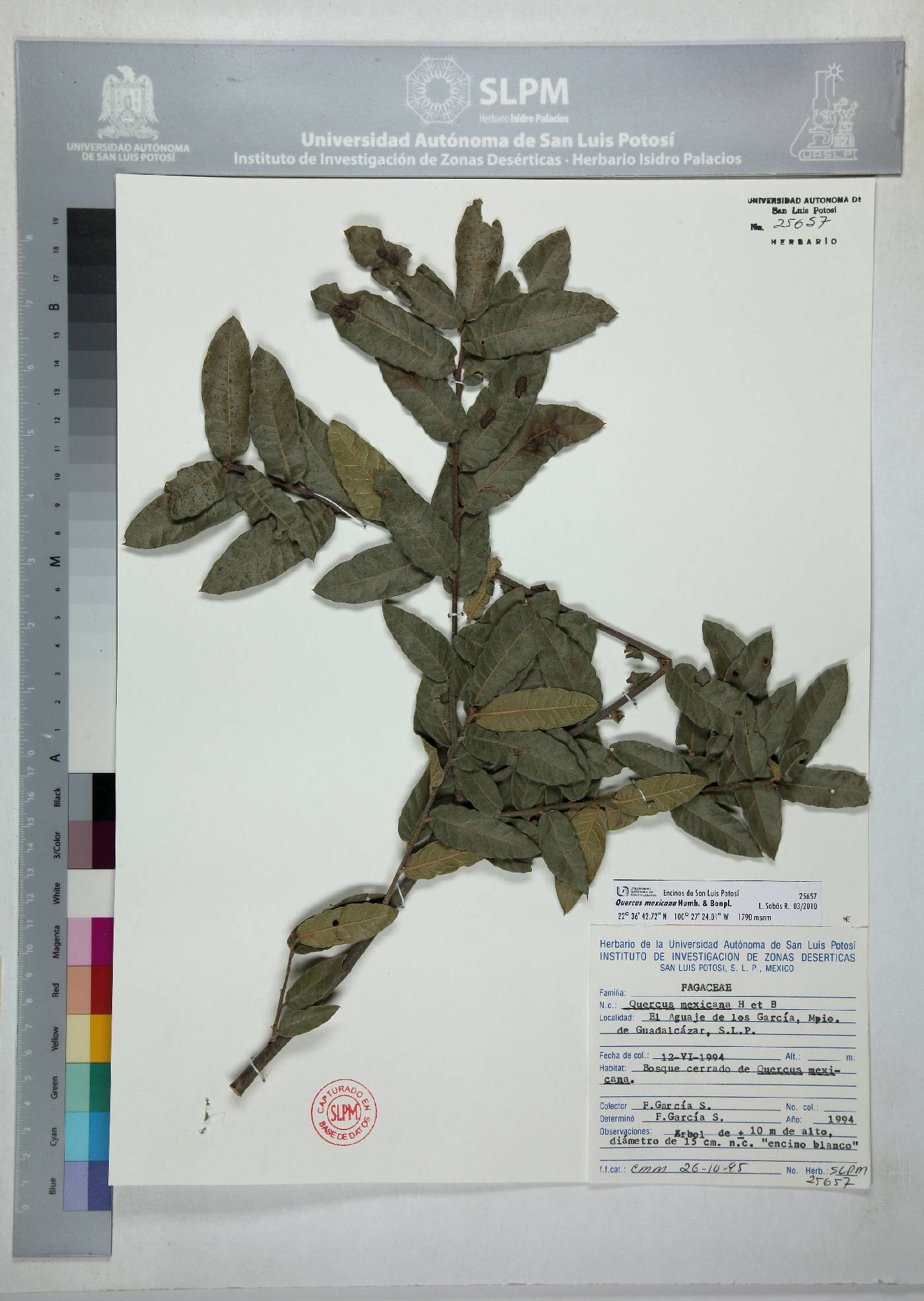 Quercus mexicana image